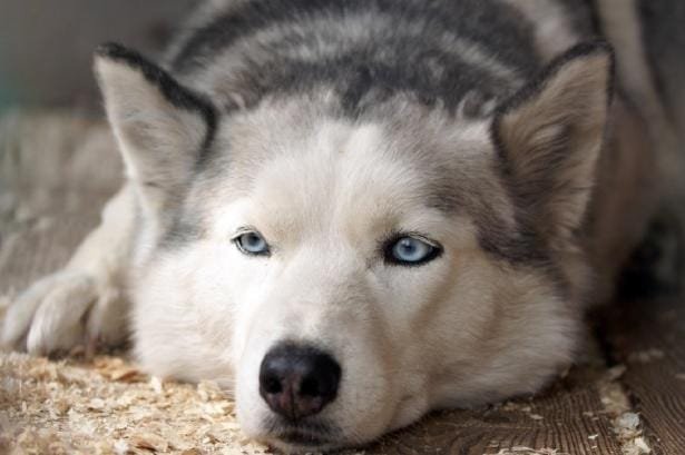 Considering the Hidden Costs of Ownership and Lifestyle Adjustments