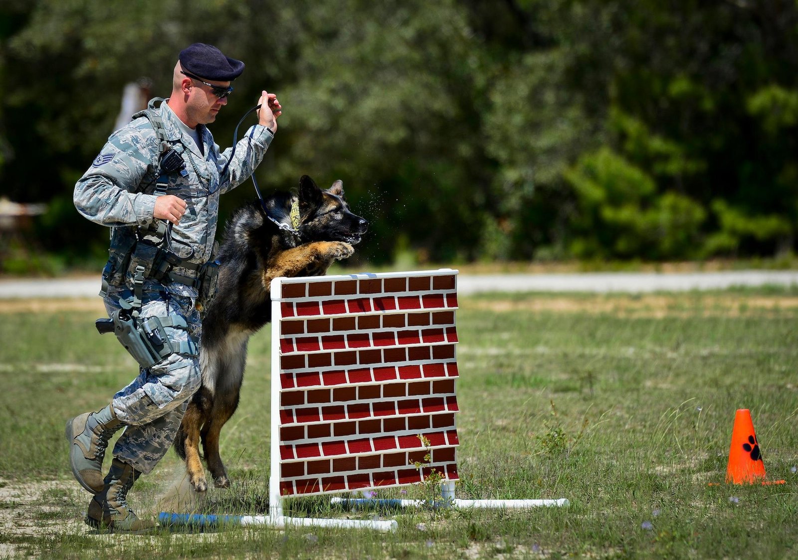 Training and Socialization: Building a Lifelong Bond