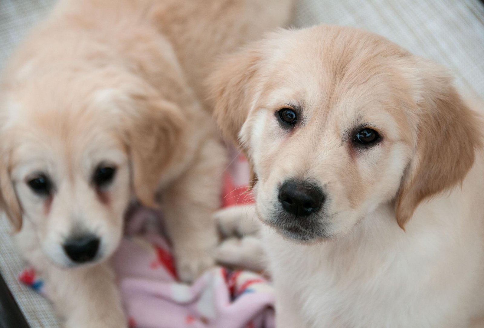The Unconditional ⁢Love of Puppies and Its Impact on Mental Wellbeing