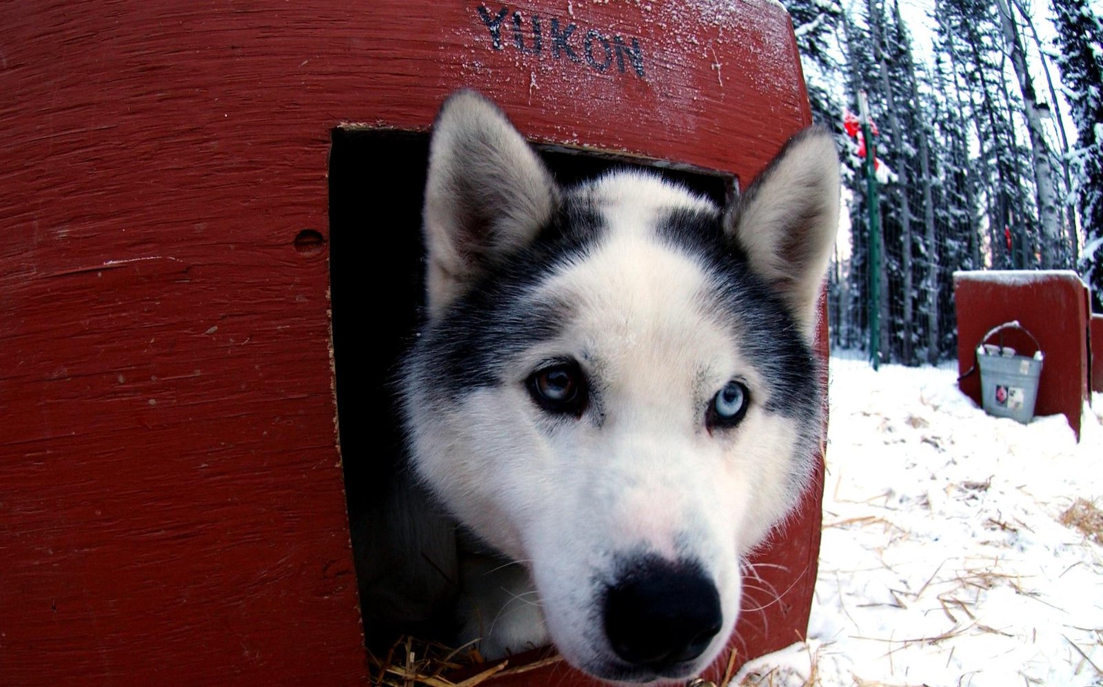 evaluating health Considerations and Veterinary Costs