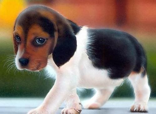 Puppies and Physical Health: Encouragement for an Active Lifestyle