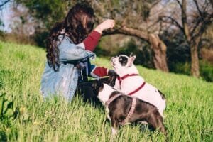 Saving French Bulldogs: How Rescue Groups Make a Difference