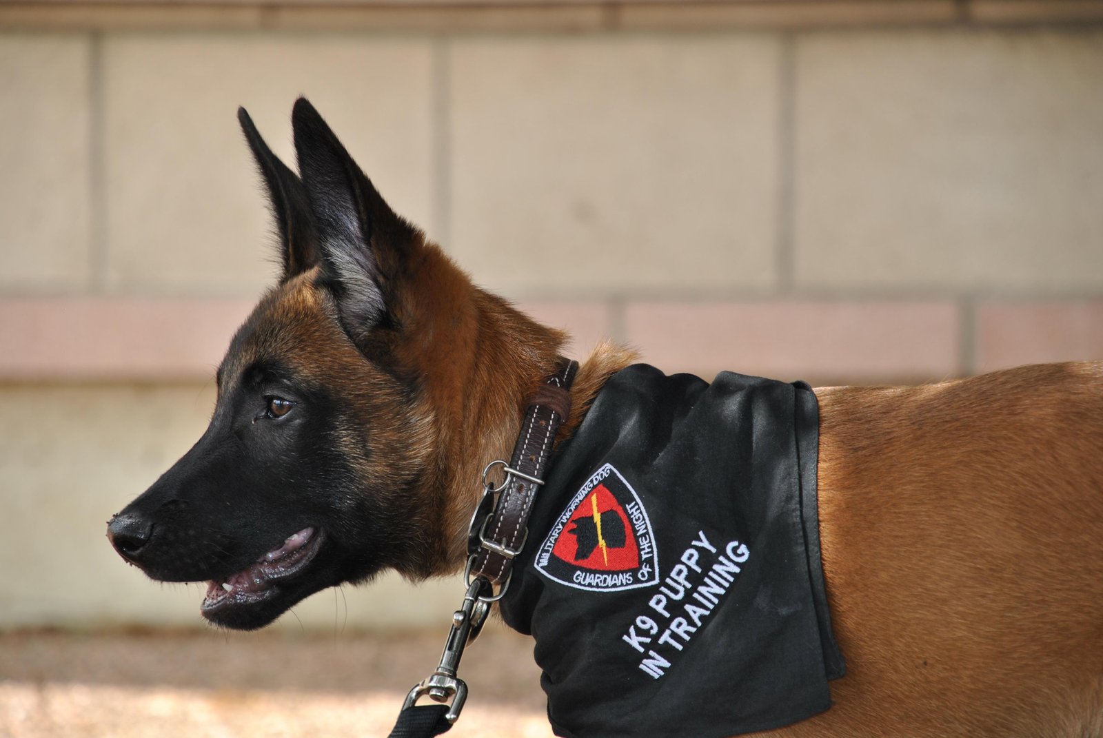 Maintaining Your Pup's Routine ⁣While You're‌ Away