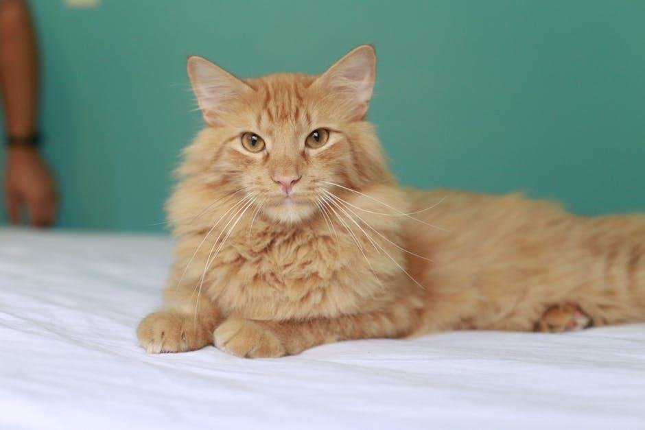Identifying ⁢and managing Common ​Grooming Issues ⁤in ​Long-Haired Cats