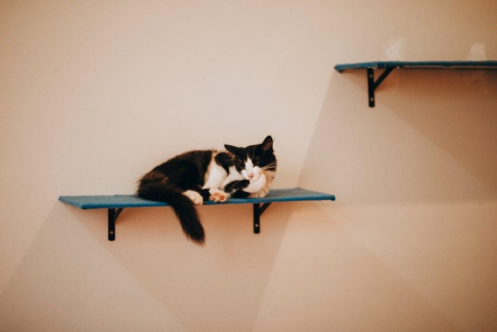 Cat beds vs. regular cushions: Why specialized furniture matters