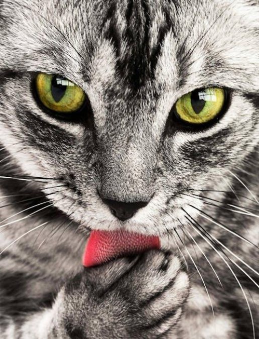 How to groom a long-haired cat at home