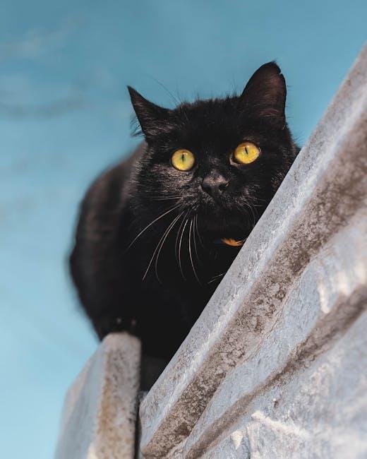 Best cat climbing towers for small apartments