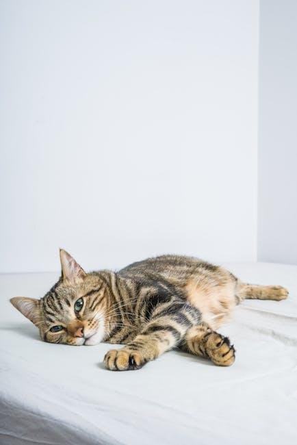 The Benefits of Specialized Cat Beds for Your Feline Friend
