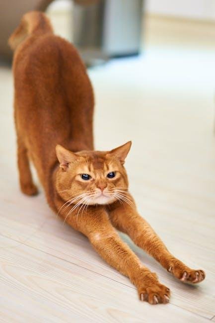 Potential Drawbacks of Cat Exercise ​Wheels to Consider
