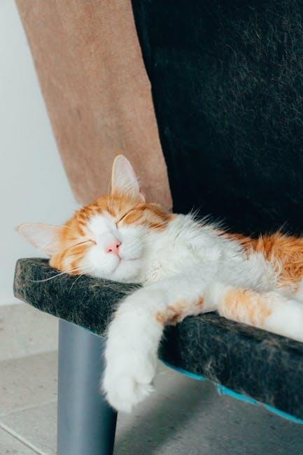 Choosing the Right Cat Bed: Features That Matter