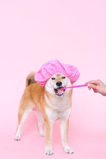 How to Choose the Best Dog Grooming Tools and Supplies for a Healthy Coat